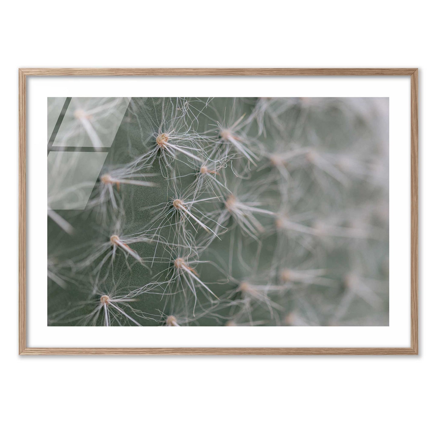 Cactus Close-Up