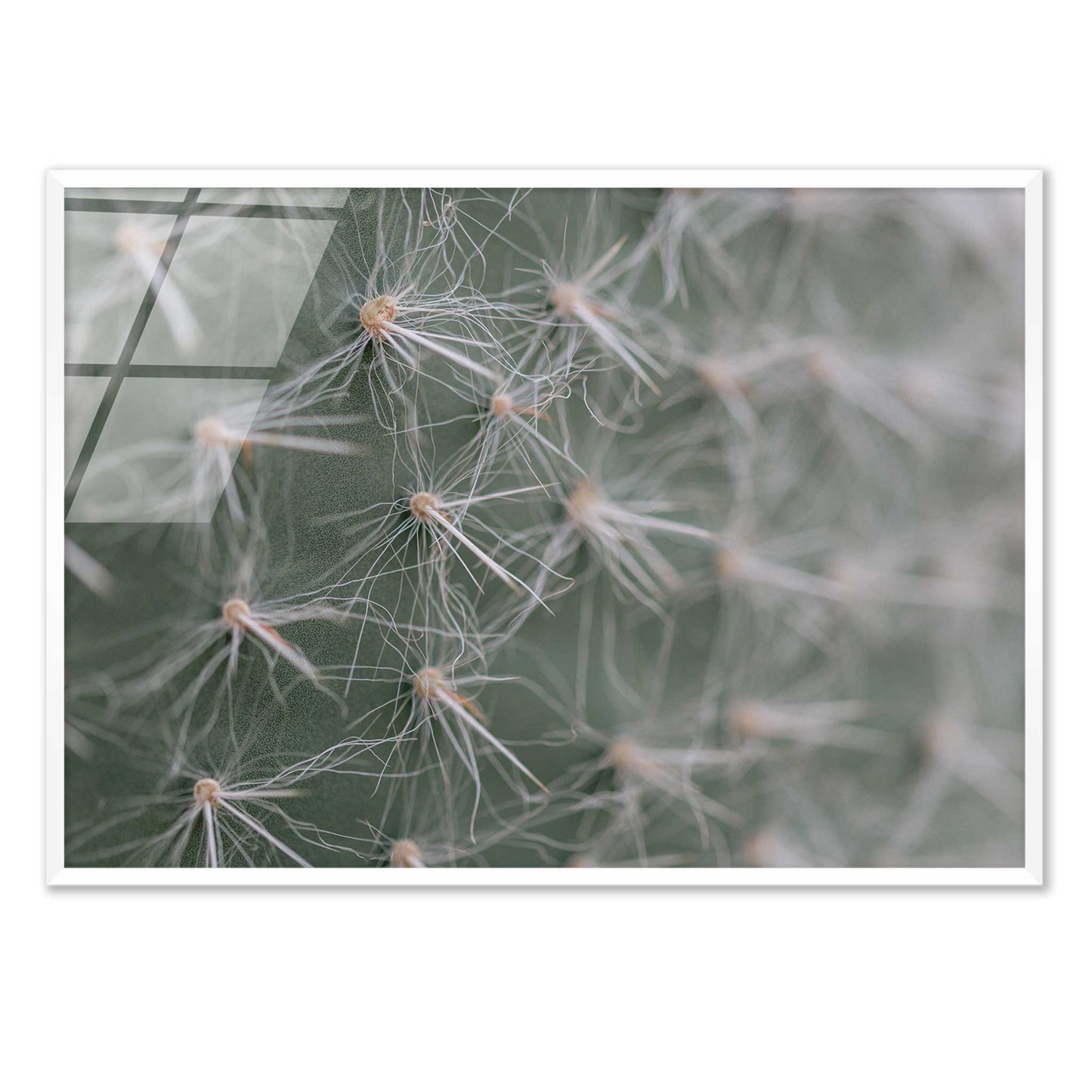 Cactus Close-Up