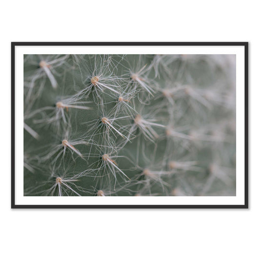 Cactus Close-Up