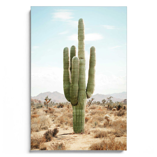 Cactus Life