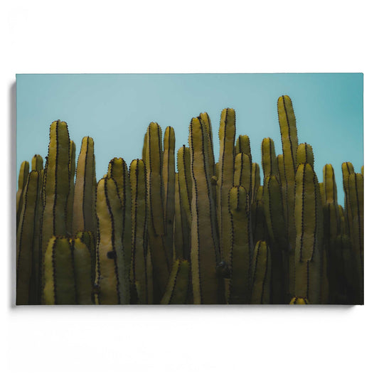 Cactus & Sky
