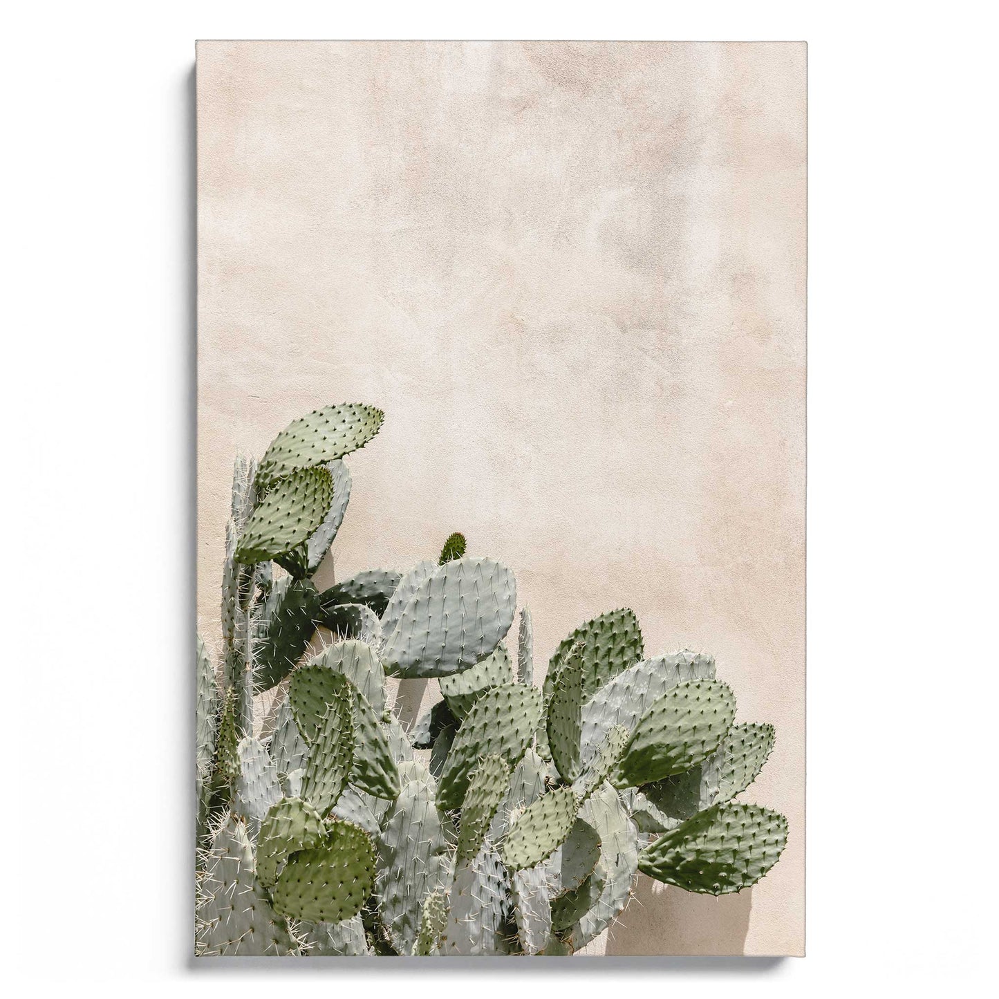 Cactus at the Wall