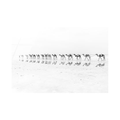 Camel Caravan