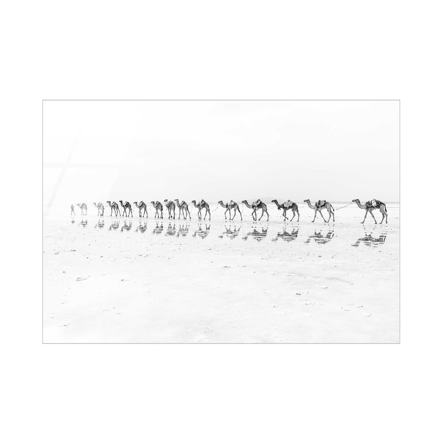 Camel Caravan