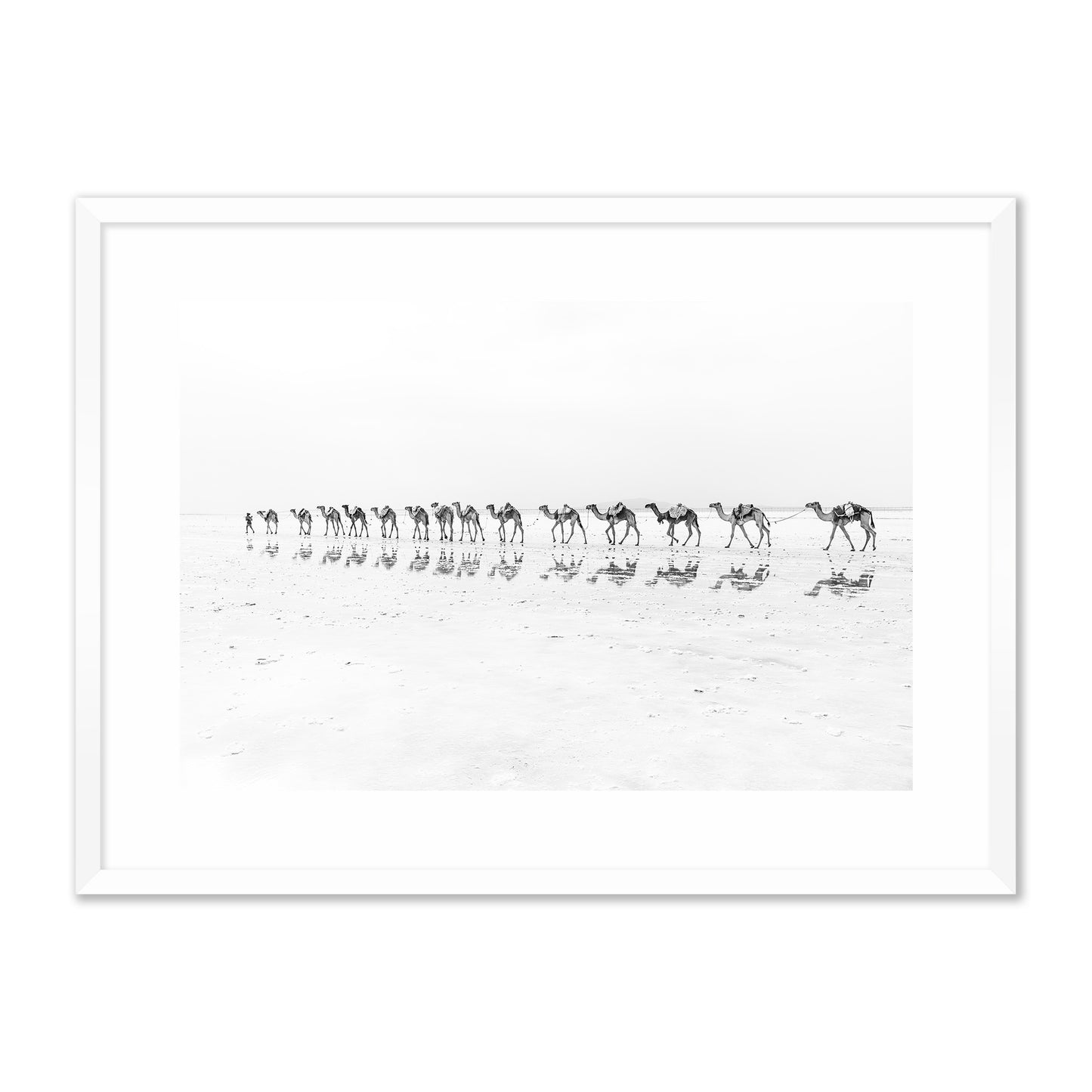 Camel Caravan