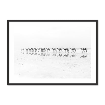 Camel Caravan