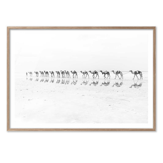 Camel Caravan