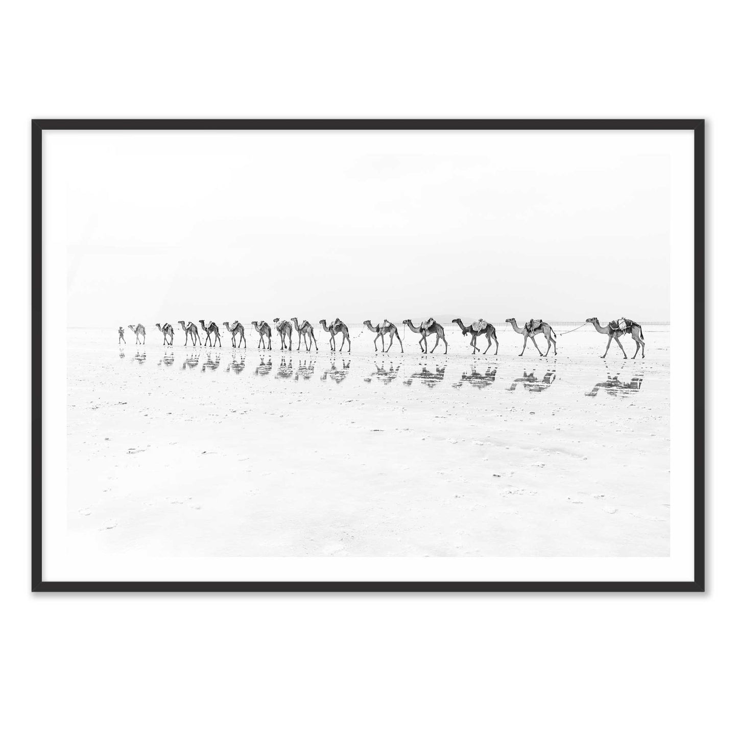 Camel Caravan