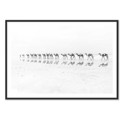 Camel Caravan