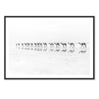 Camel Caravan