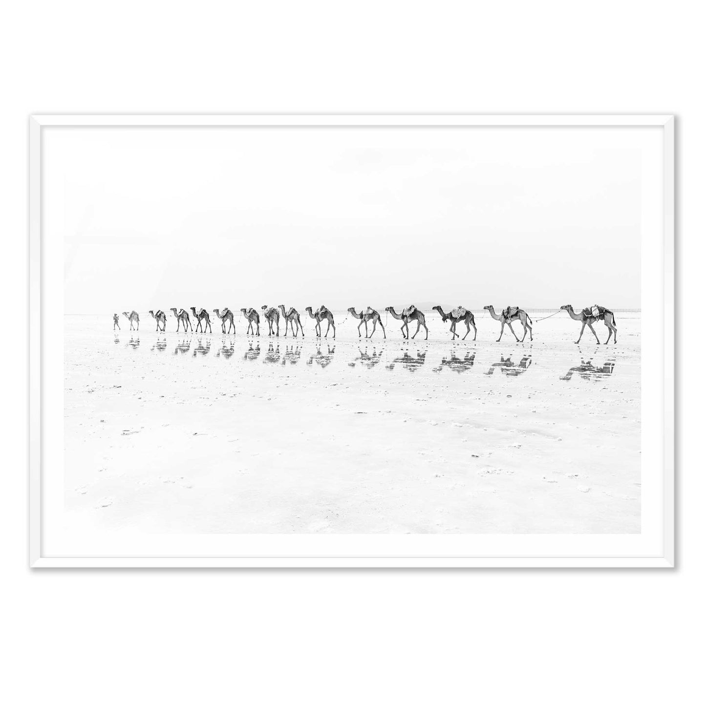 Camel Caravan