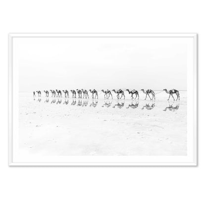 Camel Caravan