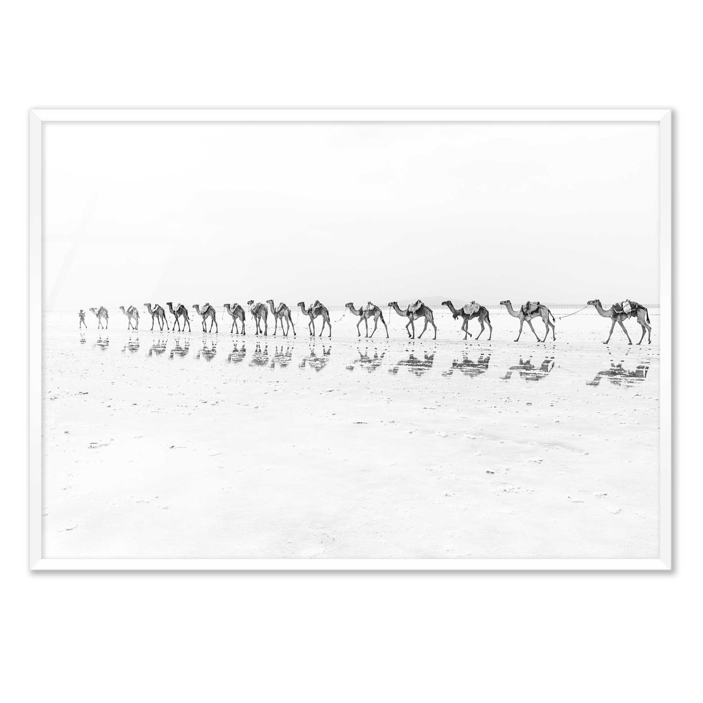 Camel Caravan