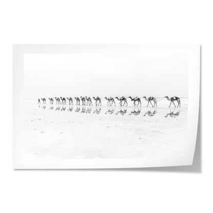 Camel Caravan