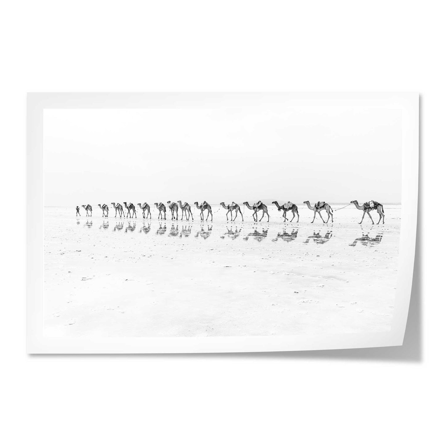 Camel Caravan