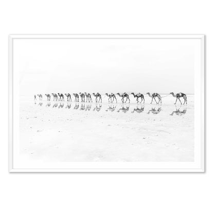 Camel Caravan