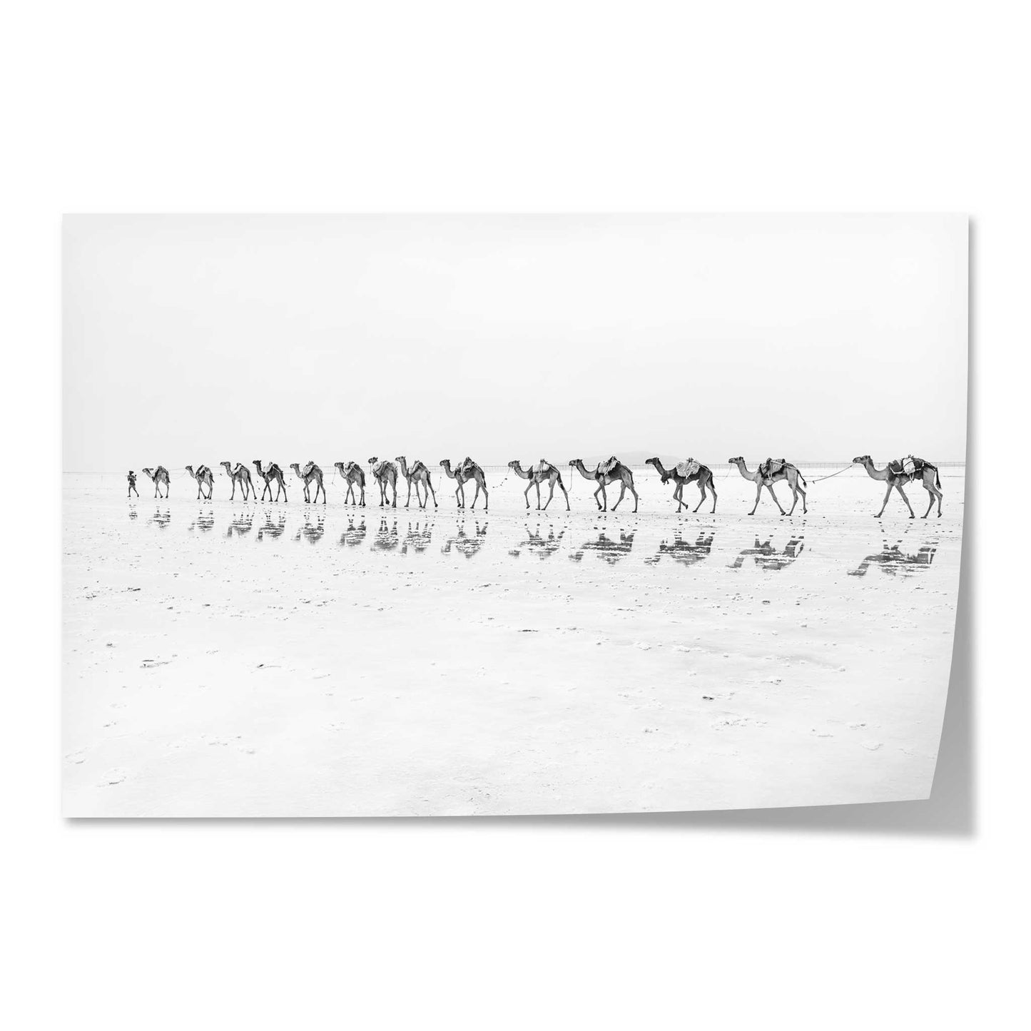 Camel Caravan