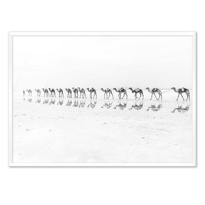 Camel Caravan