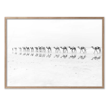 Camel Caravan