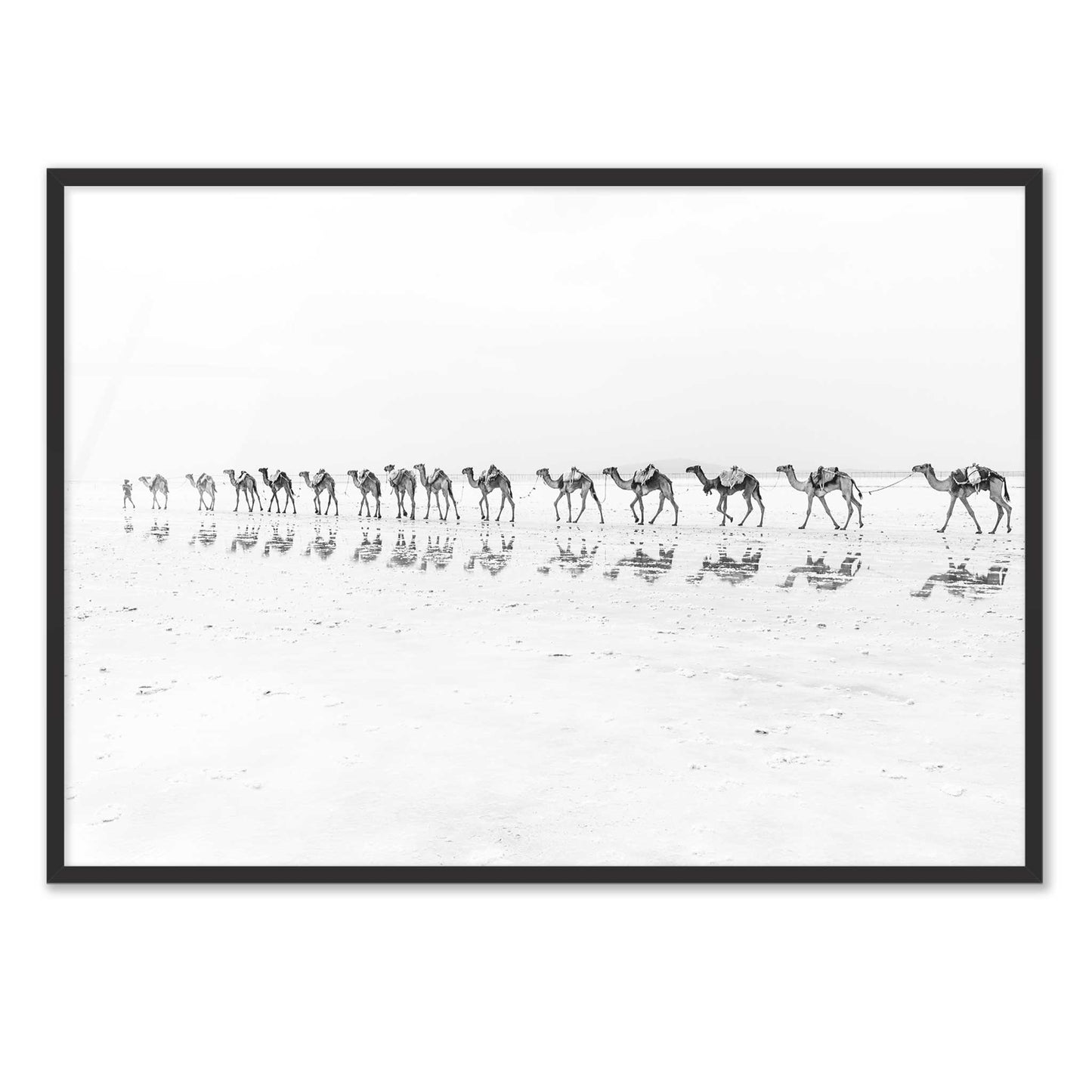 Camel Caravan