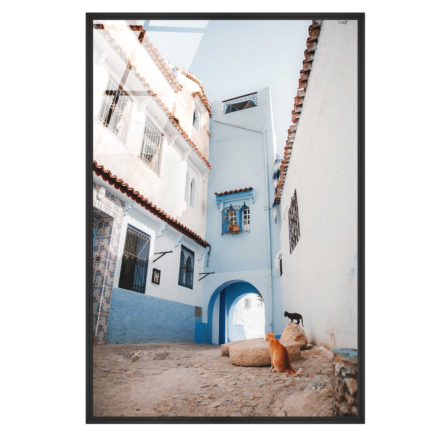 Courtyard Cats of Marrakech