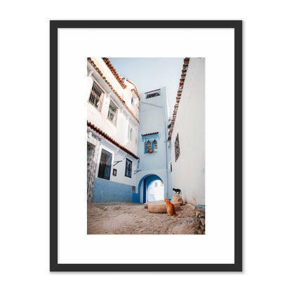 Courtyard Cats of Marrakech