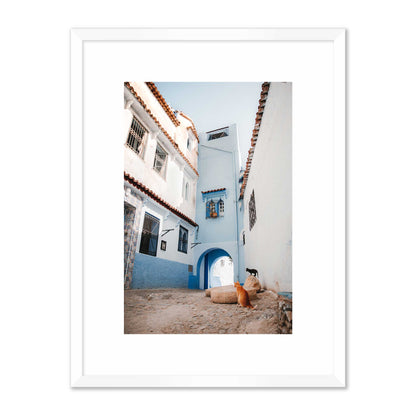 Courtyard Cats of Marrakech