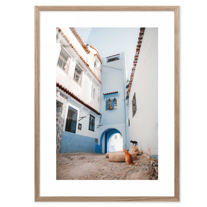 Courtyard Cats of Marrakech