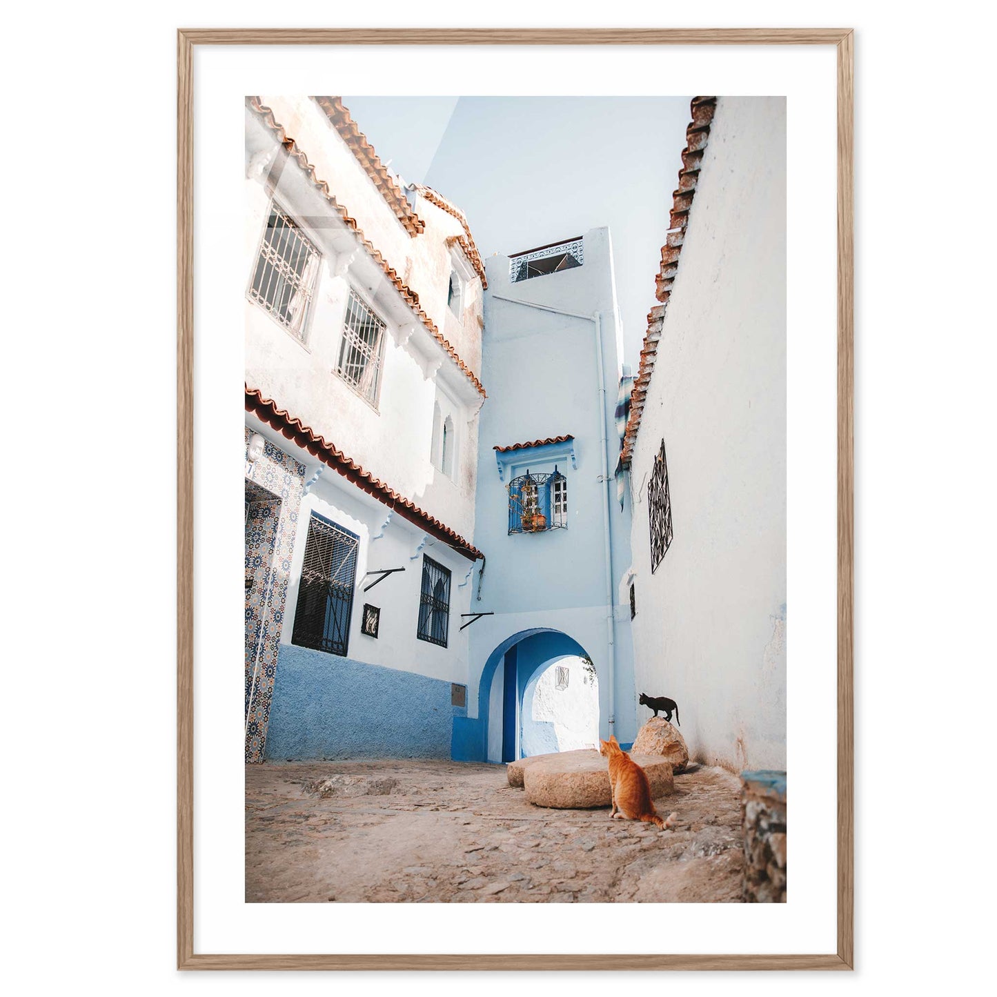 Courtyard Cats of Marrakech