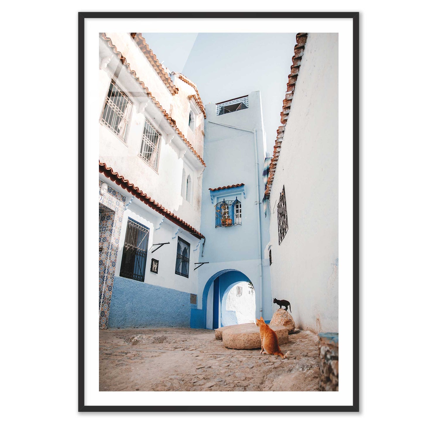 Courtyard Cats of Marrakech