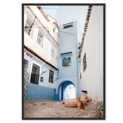 Courtyard Cats of Marrakech