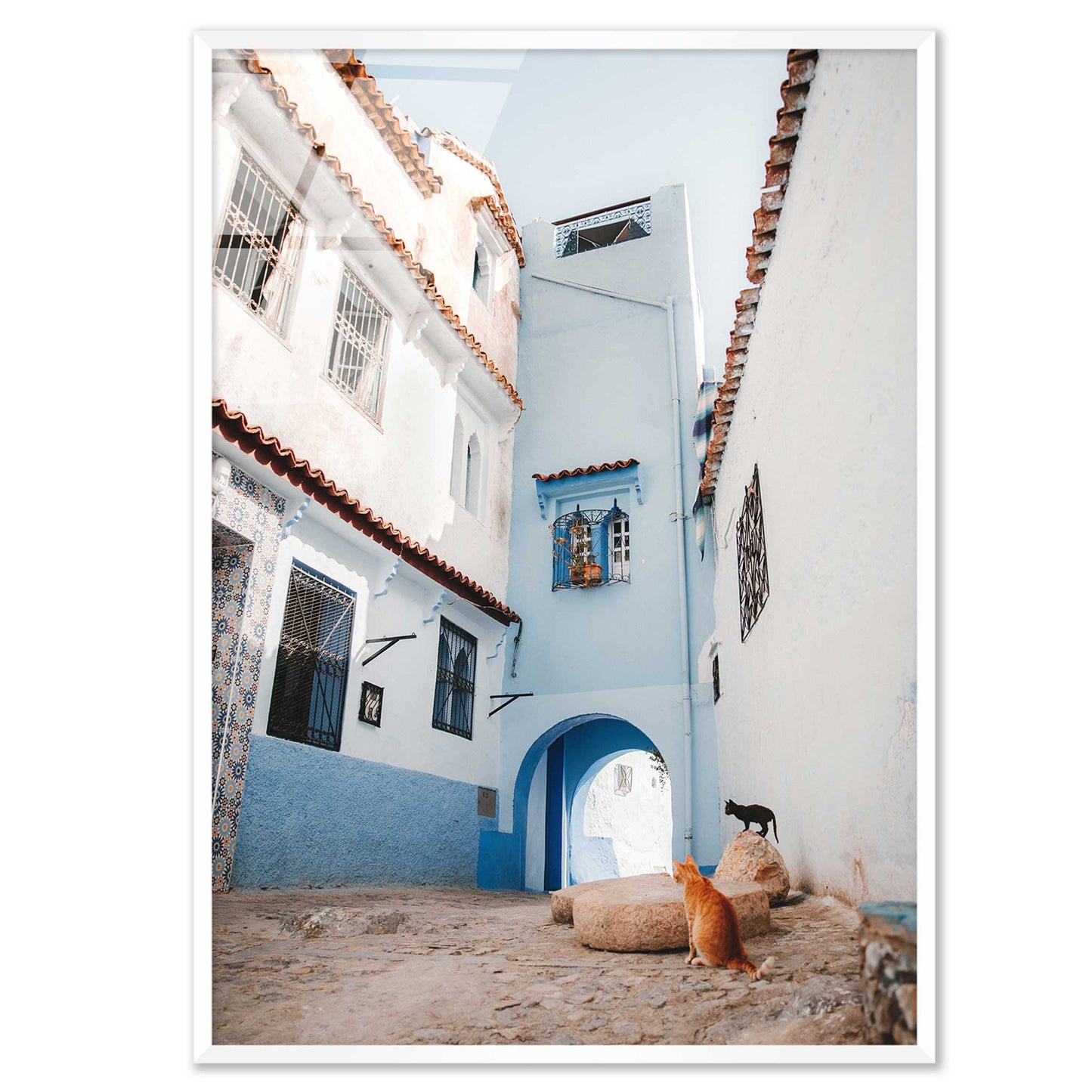 Courtyard Cats of Marrakech