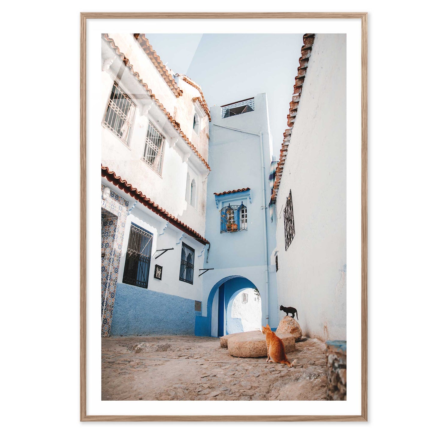 Courtyard Cats of Marrakech