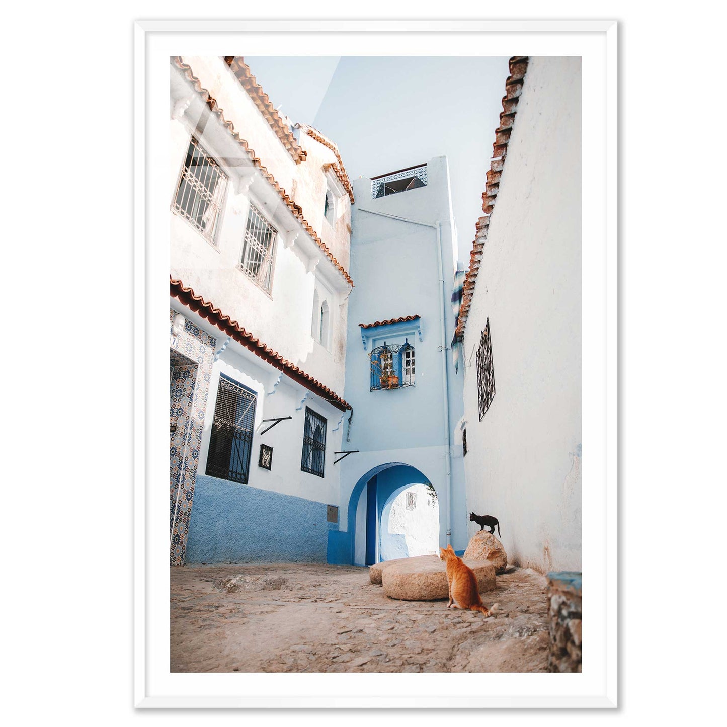 Courtyard Cats of Marrakech