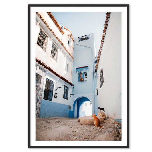 Courtyard Cats of Marrakech