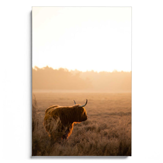 Highland Majesty