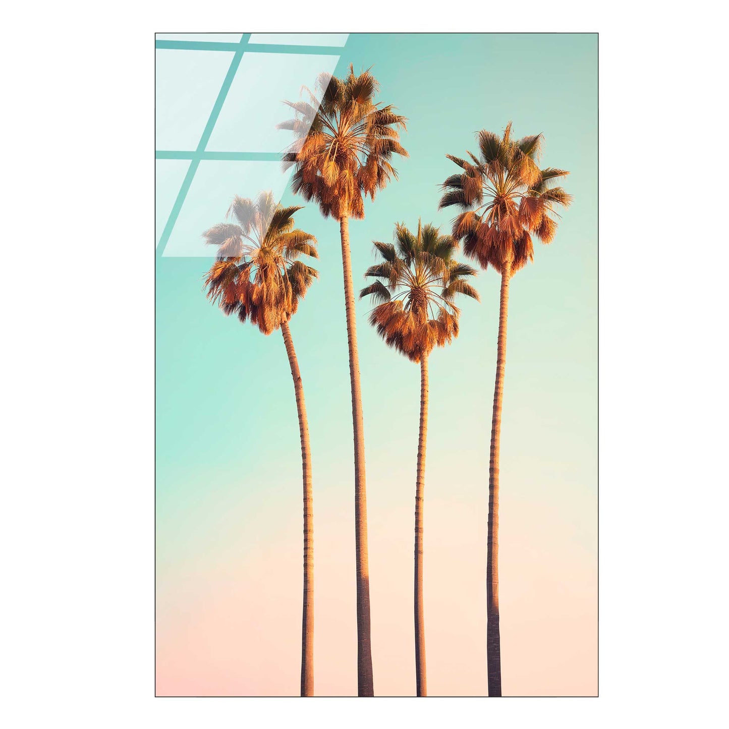 Hollywood Palm Trees