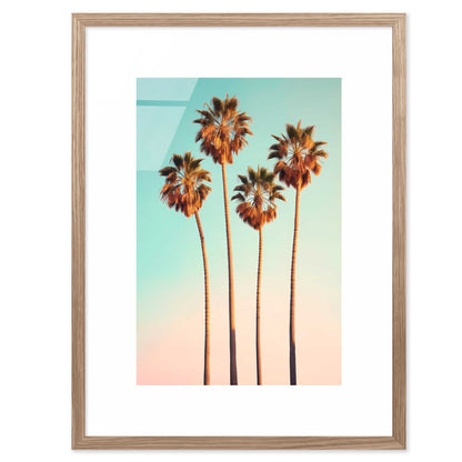 Hollywood Palm Trees