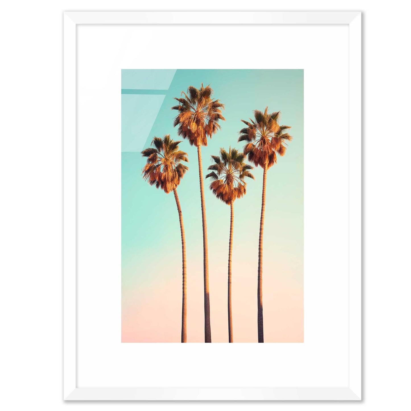 Hollywood Palm Trees