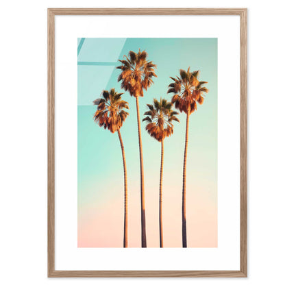 Hollywood Palm Trees