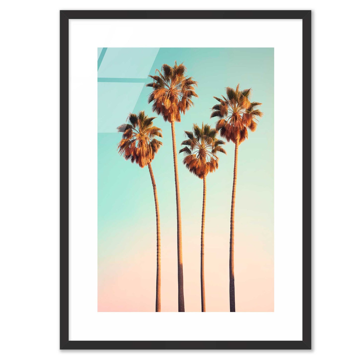 Hollywood Palm Trees