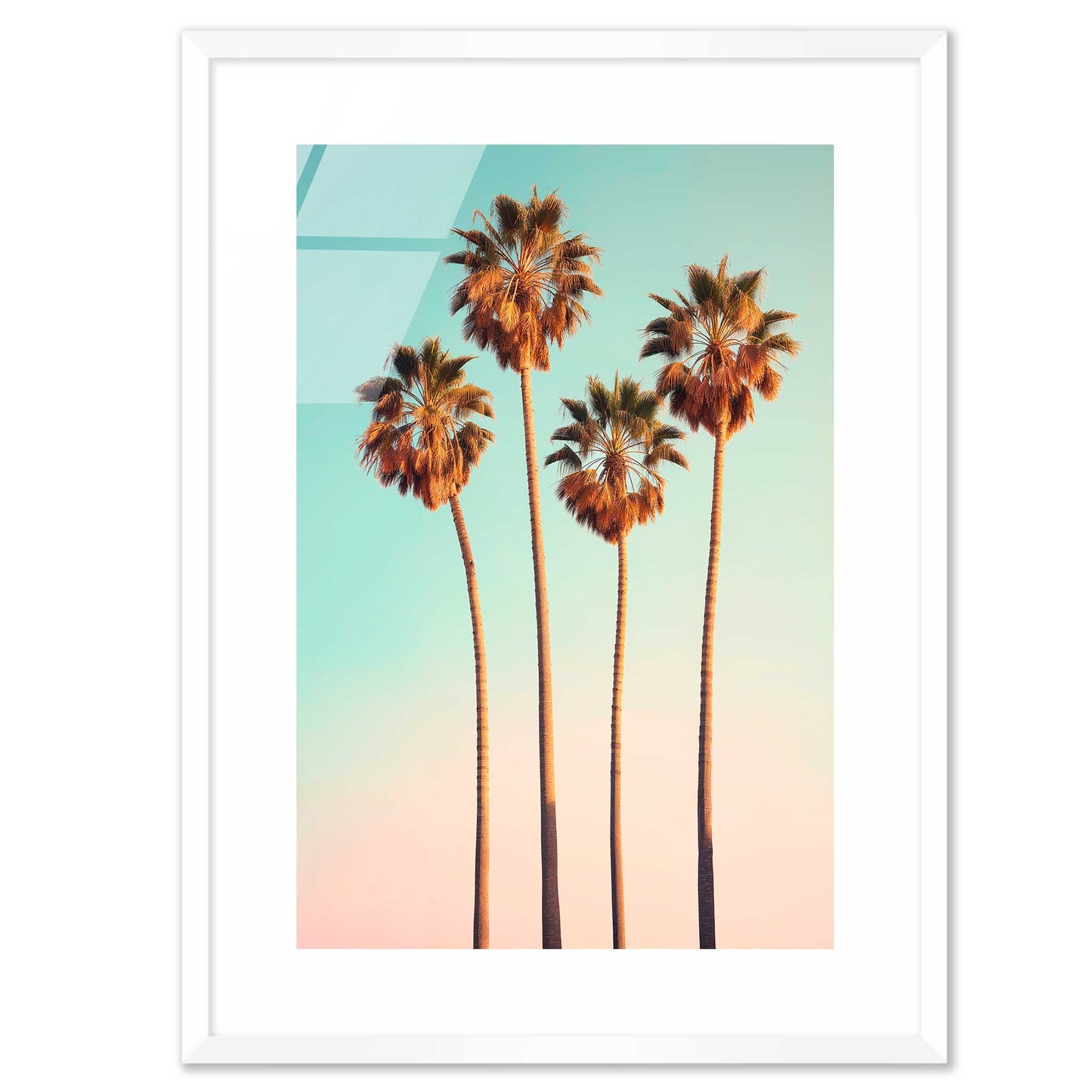 Hollywood Palm Trees