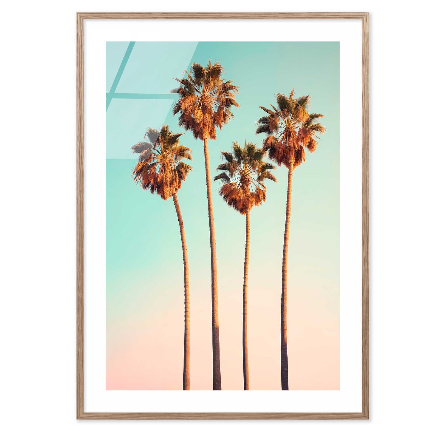 Hollywood Palm Trees