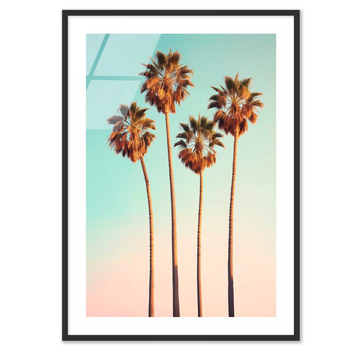 Hollywood Palm Trees