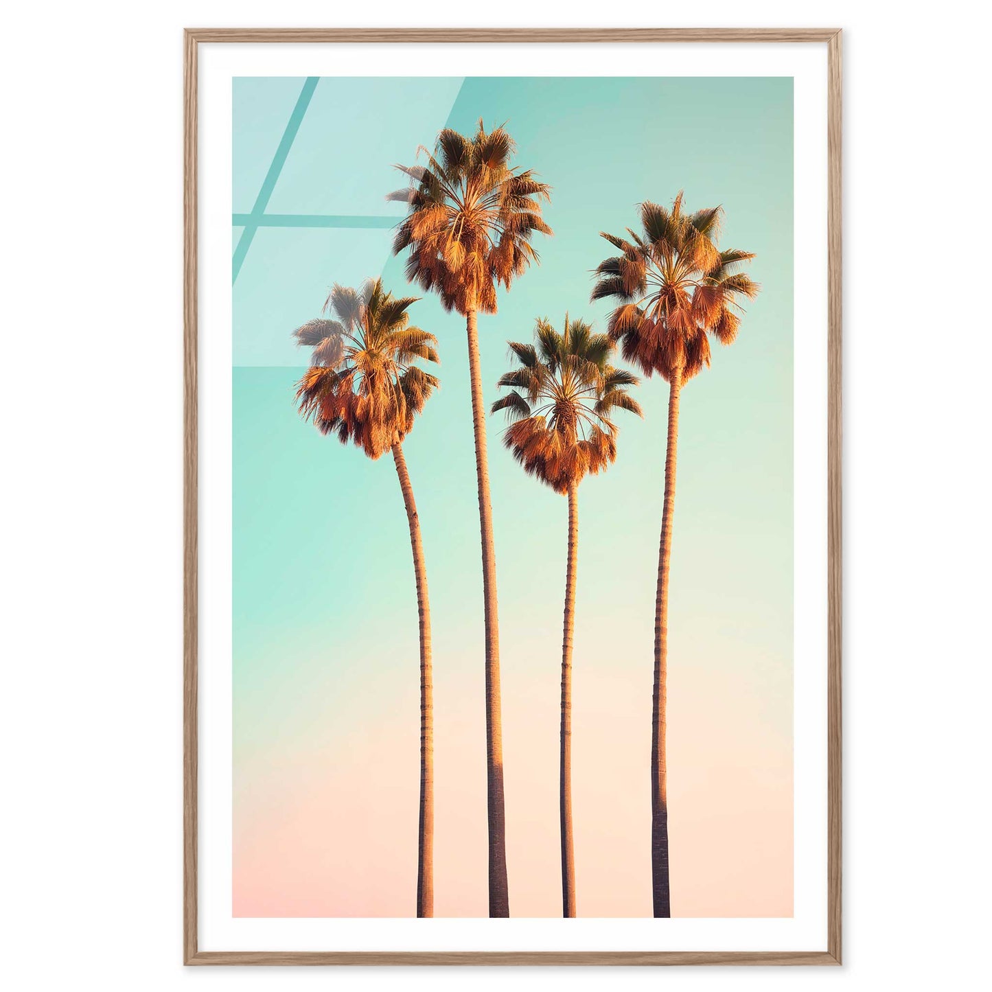 Hollywood Palm Trees