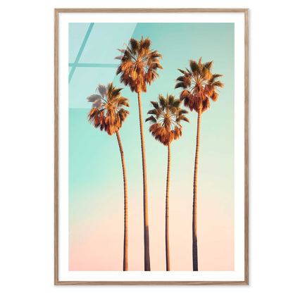 Hollywood Palm Trees