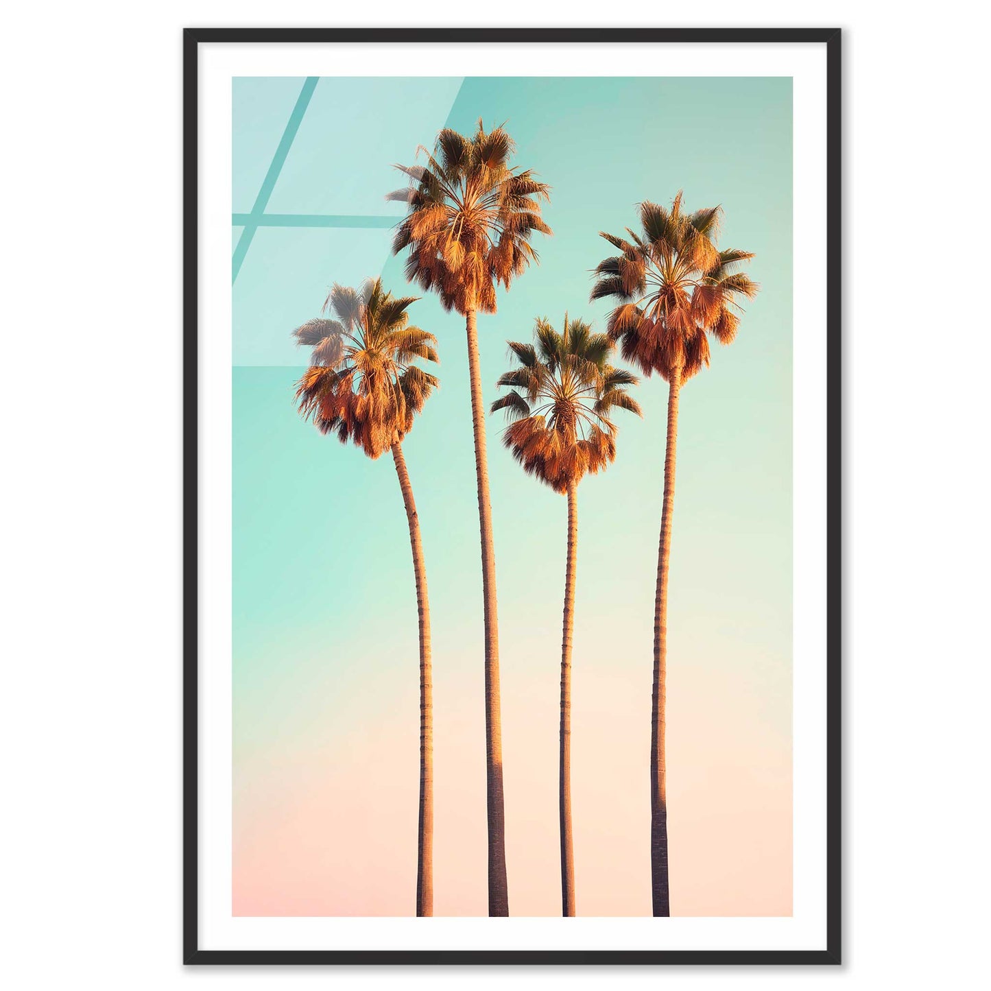Hollywood Palm Trees