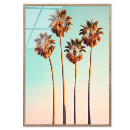 Hollywood Palm Trees