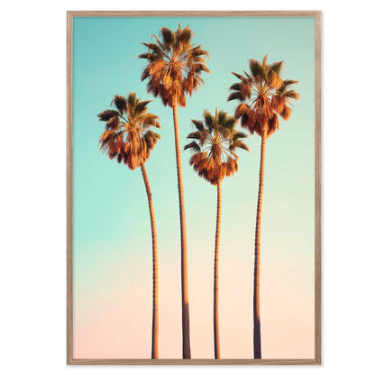 Hollywood Palm Trees
