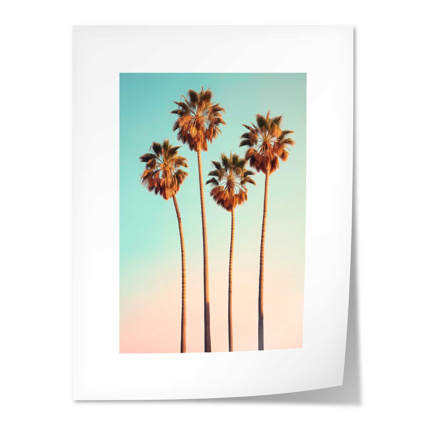 Hollywood Palm Trees